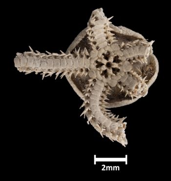 Media type: image;   Invertebrate Zoology OPH-1117 Aspect: ventral